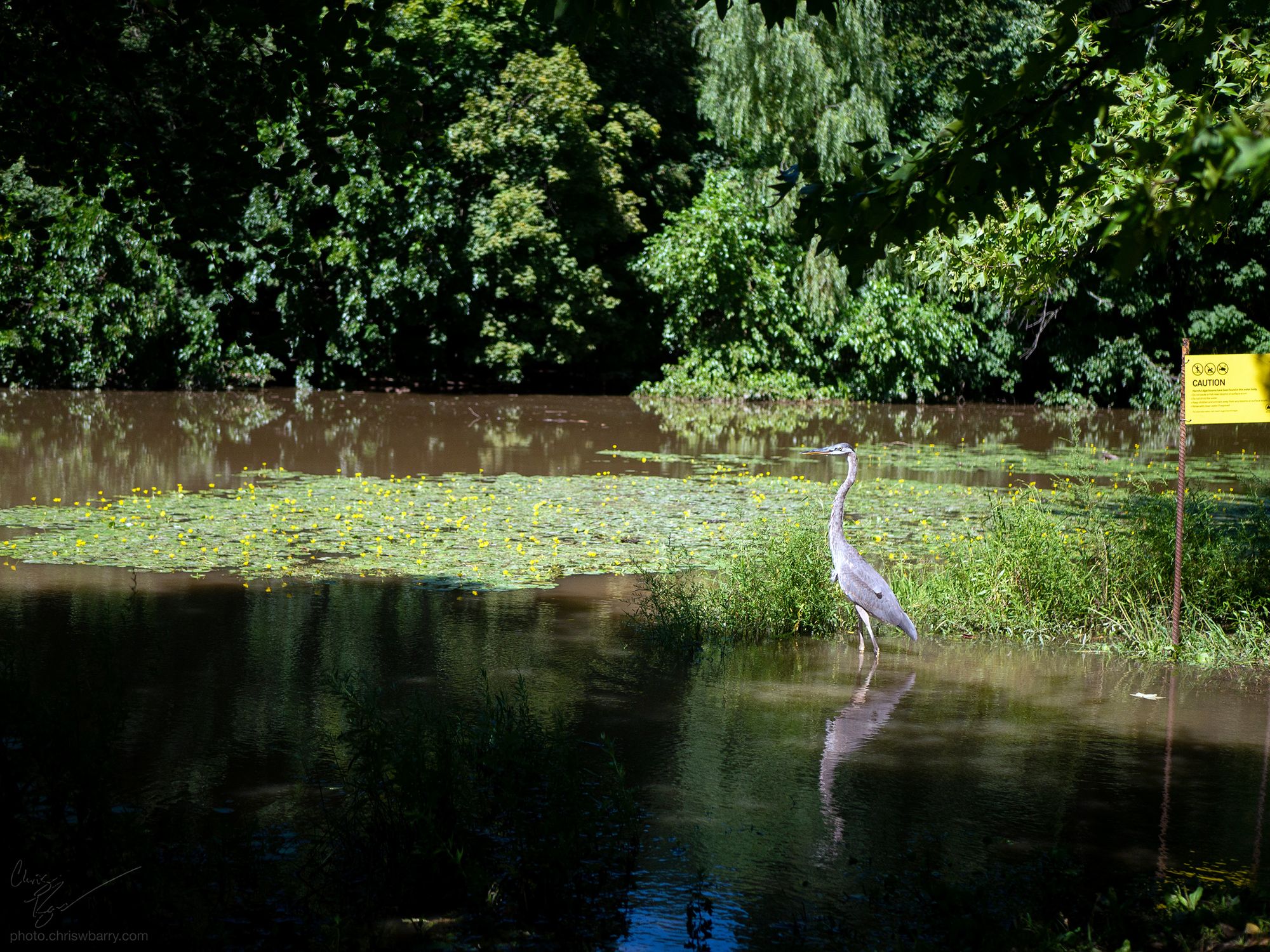 A Great Blue Heron wading in brown pond water that has overflowed its banks. Grass and flowers are visible