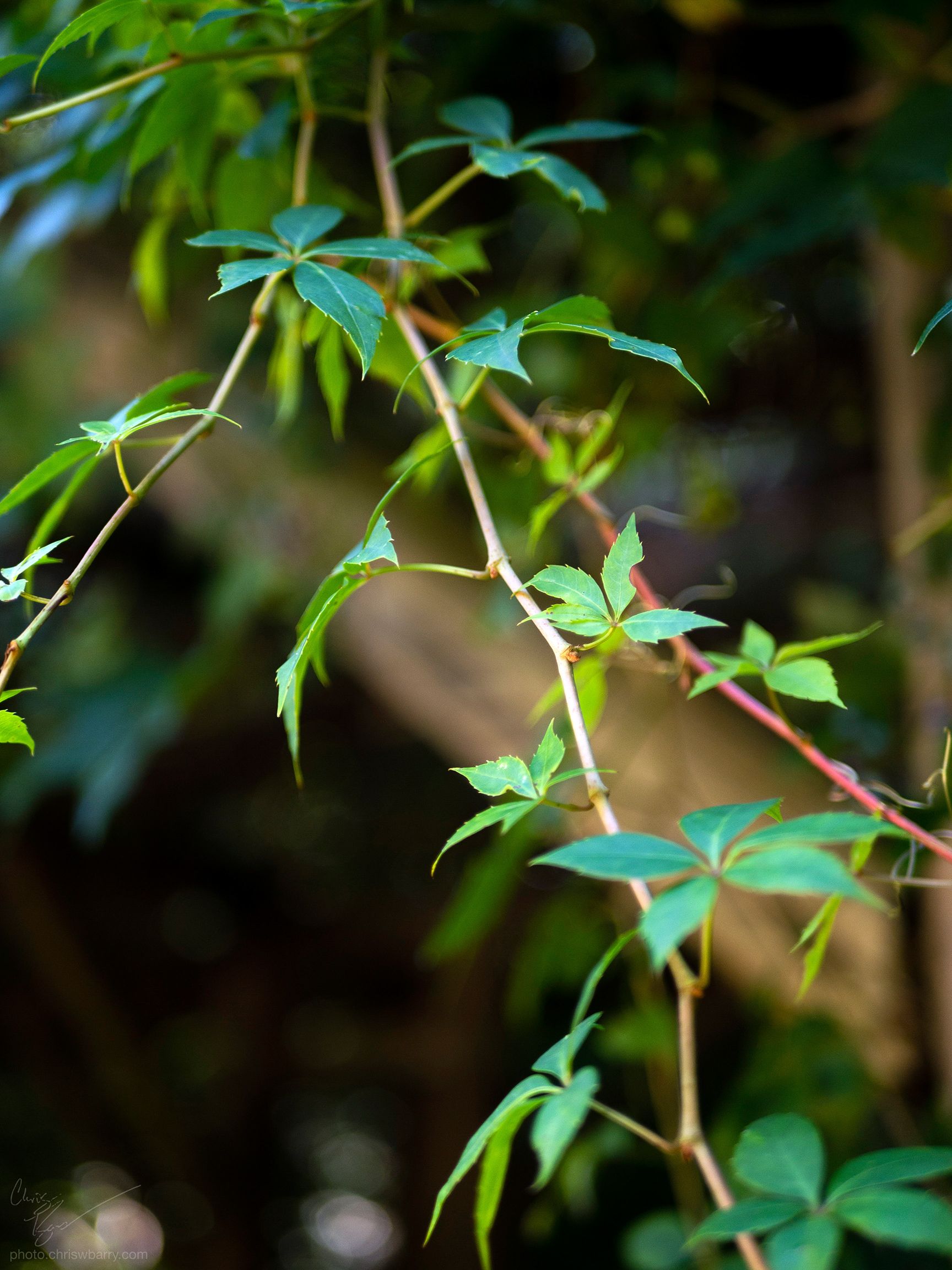 Virginia Creeper vine with a dark, out of focus background