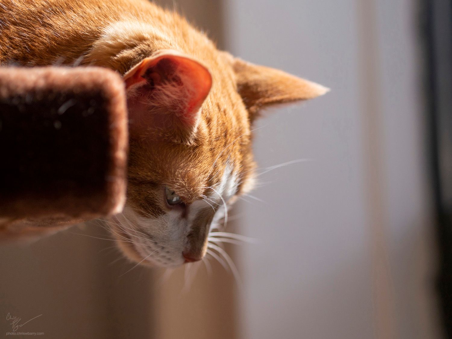 A photo of an orange cat looking downwards from the side