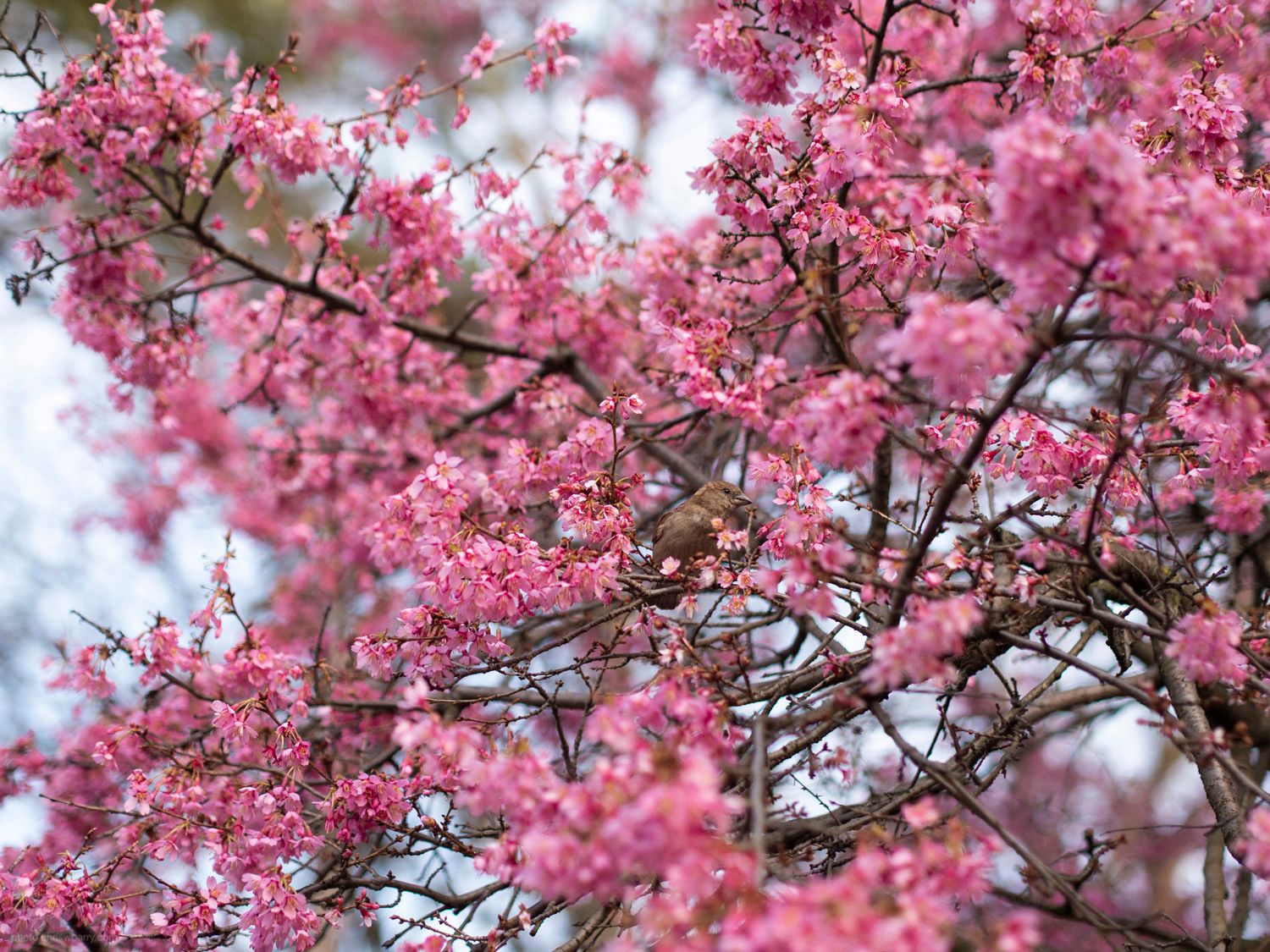 A photograph of a small brown bird in the middle of lots of bright pink cherry flowers.