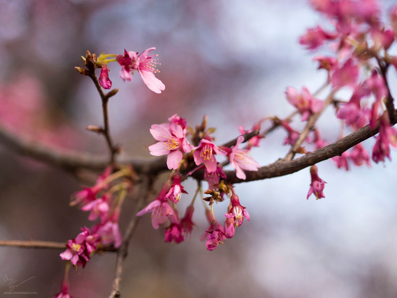 A close up photograph of a branch of cherry blossoms. Much of the image is out of focus.