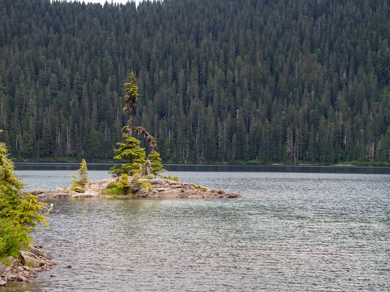 A small island near the shore of a lake. There is one large, very worn pine tree and a smaller younger tree next to it.