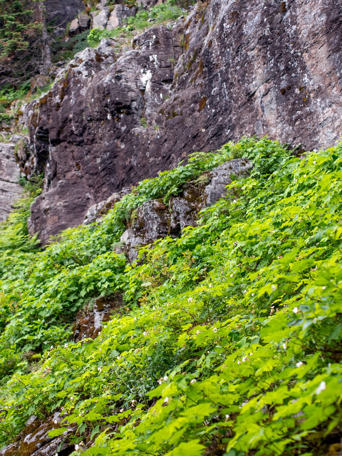 Photograph of greenery growing on the side of some large sheer rocks