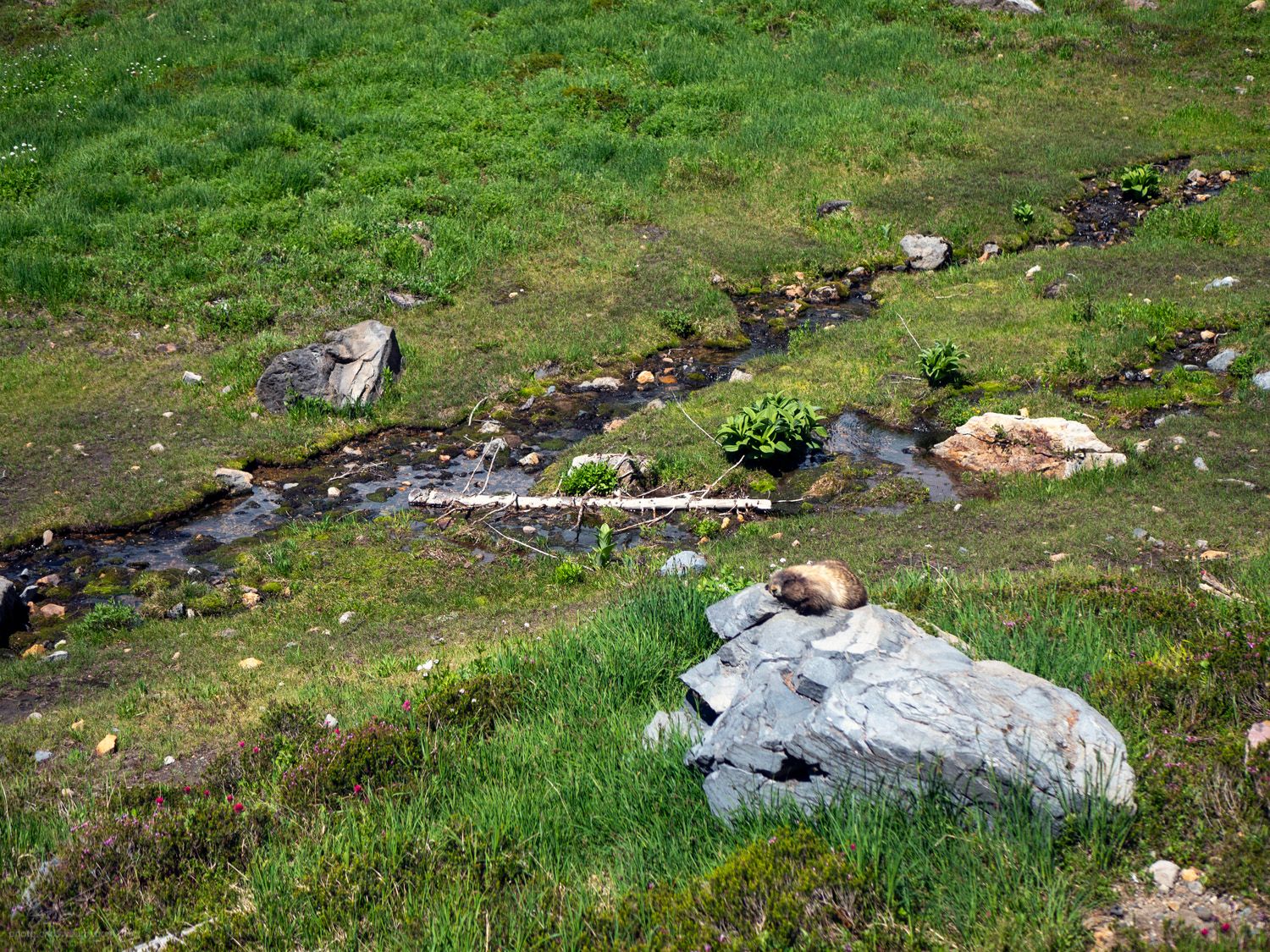 Photo of a marmot sunning themself on a rock. The rest of the photo includes a marshy looking stream