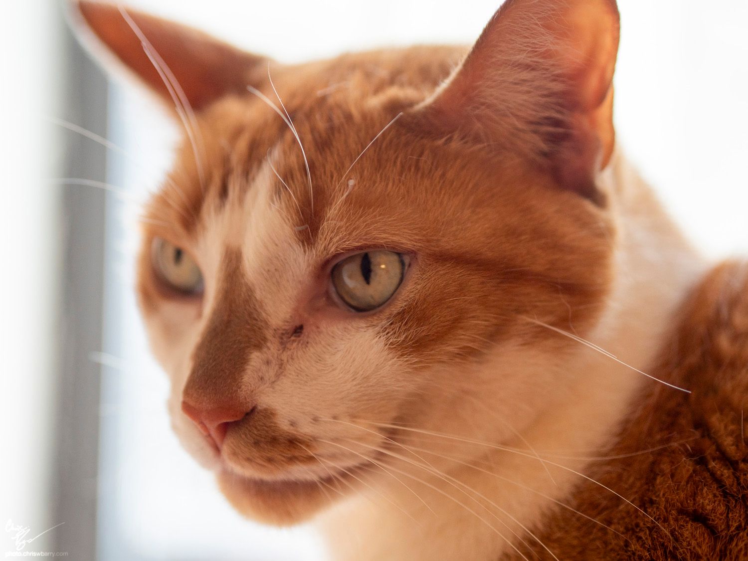 A close up shot of an orange and white cat looking off to the left of the camera
