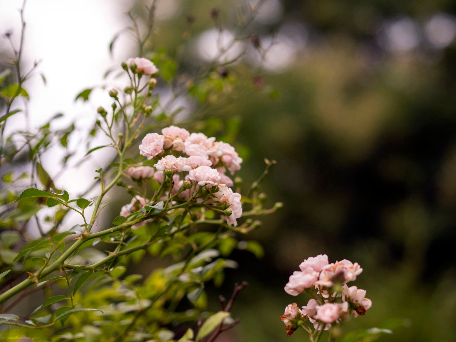 A photo with shallow depth of field of pale pink roses. The rest of the photo is out of focus greenery