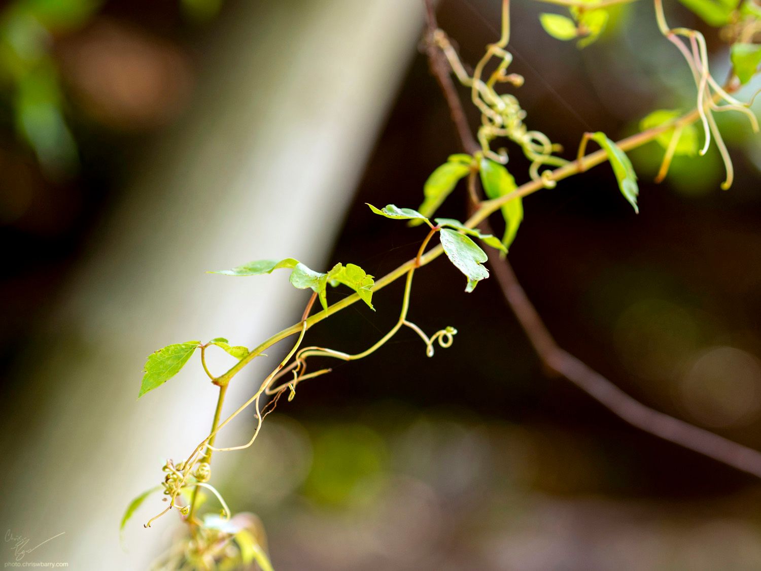 A photo of a virginia creeper vine with narrow depth of field. there are several tendrils coming off of it