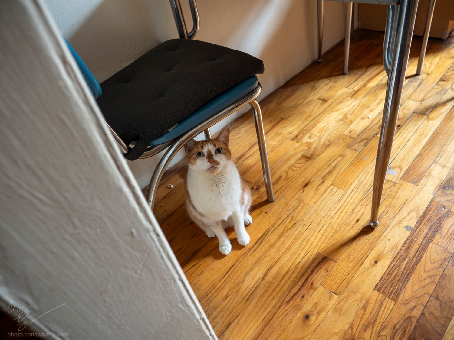 A full body image of an orange and white cat sitting underneath a chair, looking directly into the camera