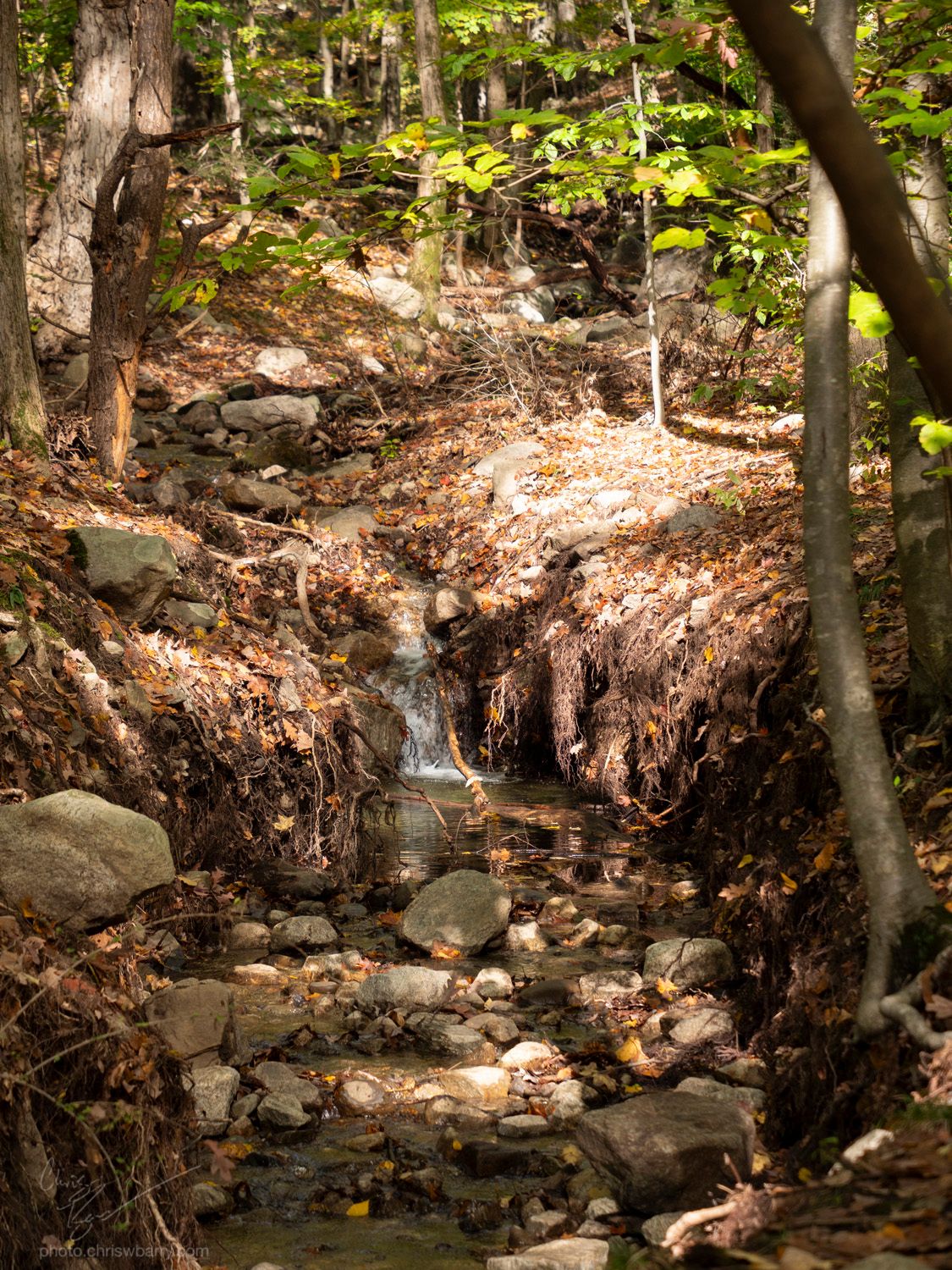 A brightly lit stream, with a small waterfall just out of focus. It is full of rocks, with a high lip around it