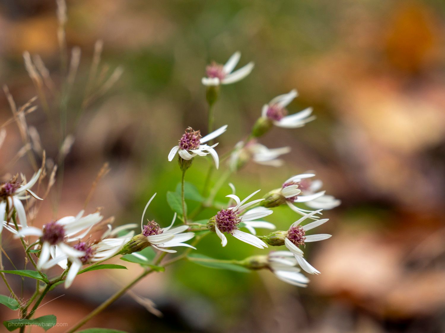 White aster flowers, many of them missing a few petals. The rest of the image is out of focus