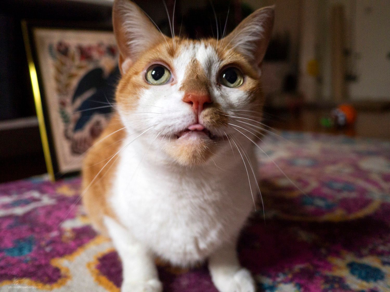 An orange and white cat crouched in the center of the frame. He's looking above the camera, and his tongue is slightly out