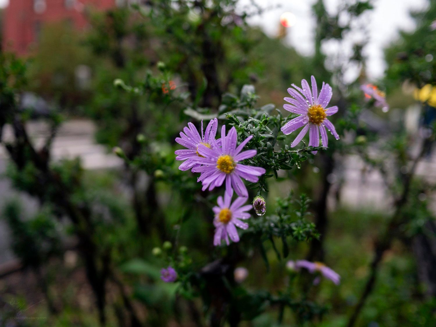 Purple aster flowers, with the rest of the image out of focus. They are covered in small raindrops