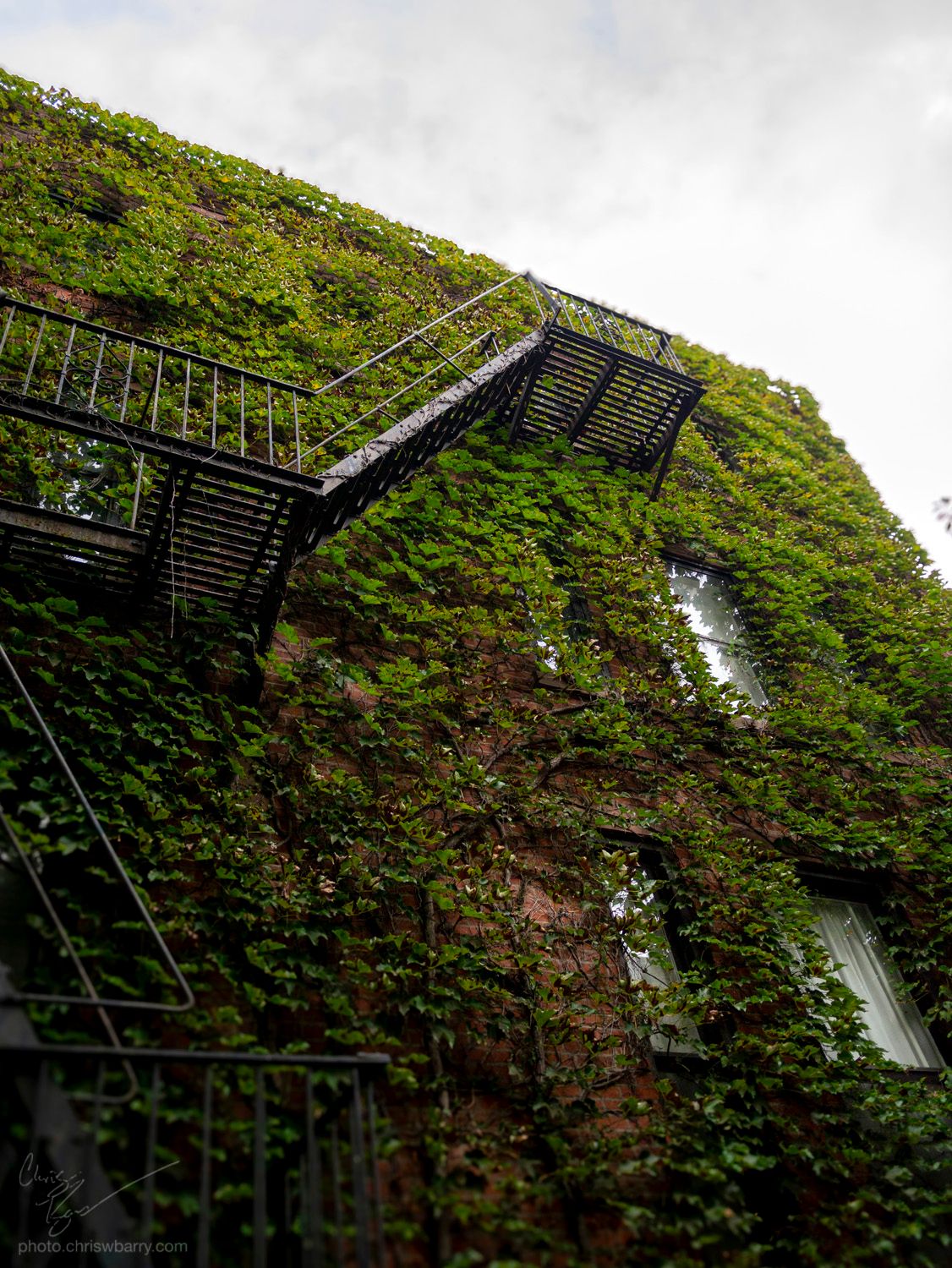 Low angle photo of a brick apartment building, covered in green vines. A fire black escape juts out of the center