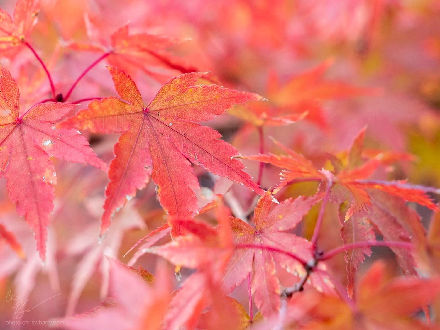 A closely cropped photo of red maple leaves, most of them are out of focus