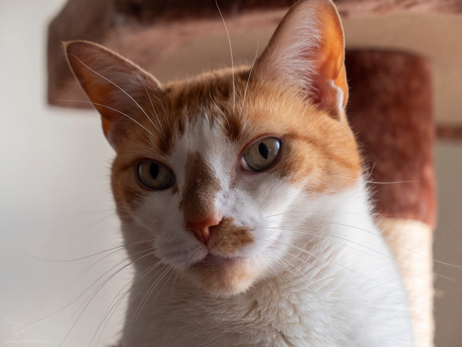 Headshot of orange and white cat. His head is slightly tilted towards the left of the frame