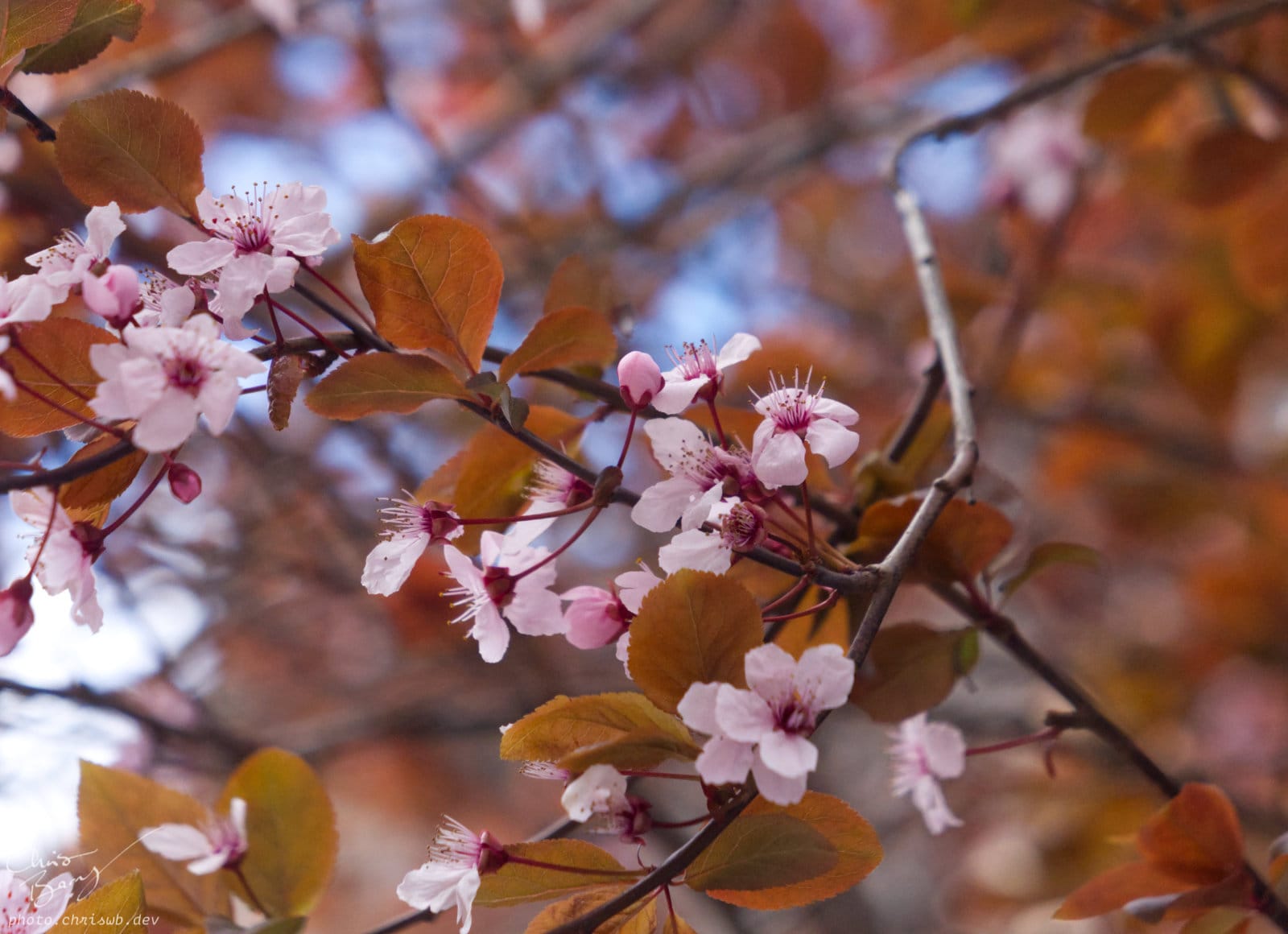 Close up photo of cherry blossoms with a shallow depth of field. The flowers are pink, and the leaves are a reddish brown.