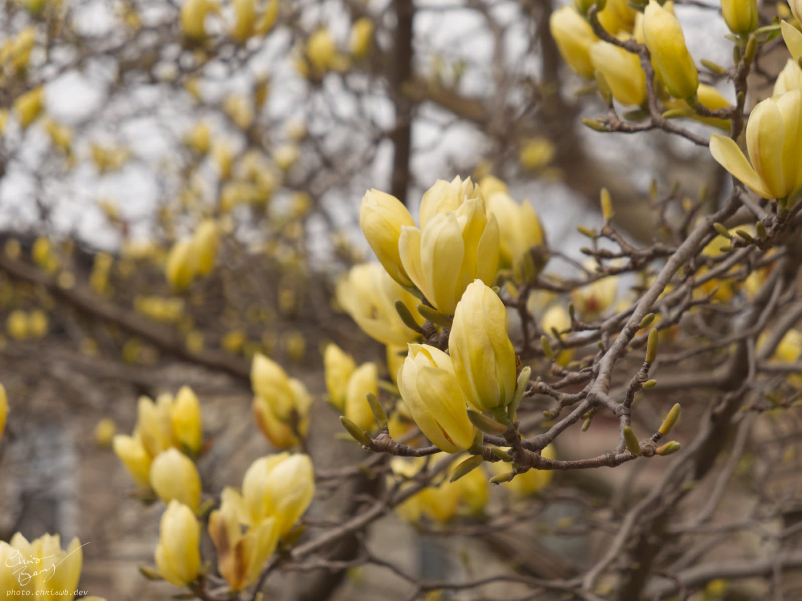 A shallow depth of field photo of several branches of yellow magnolia flowers. the flowers are just starting to open