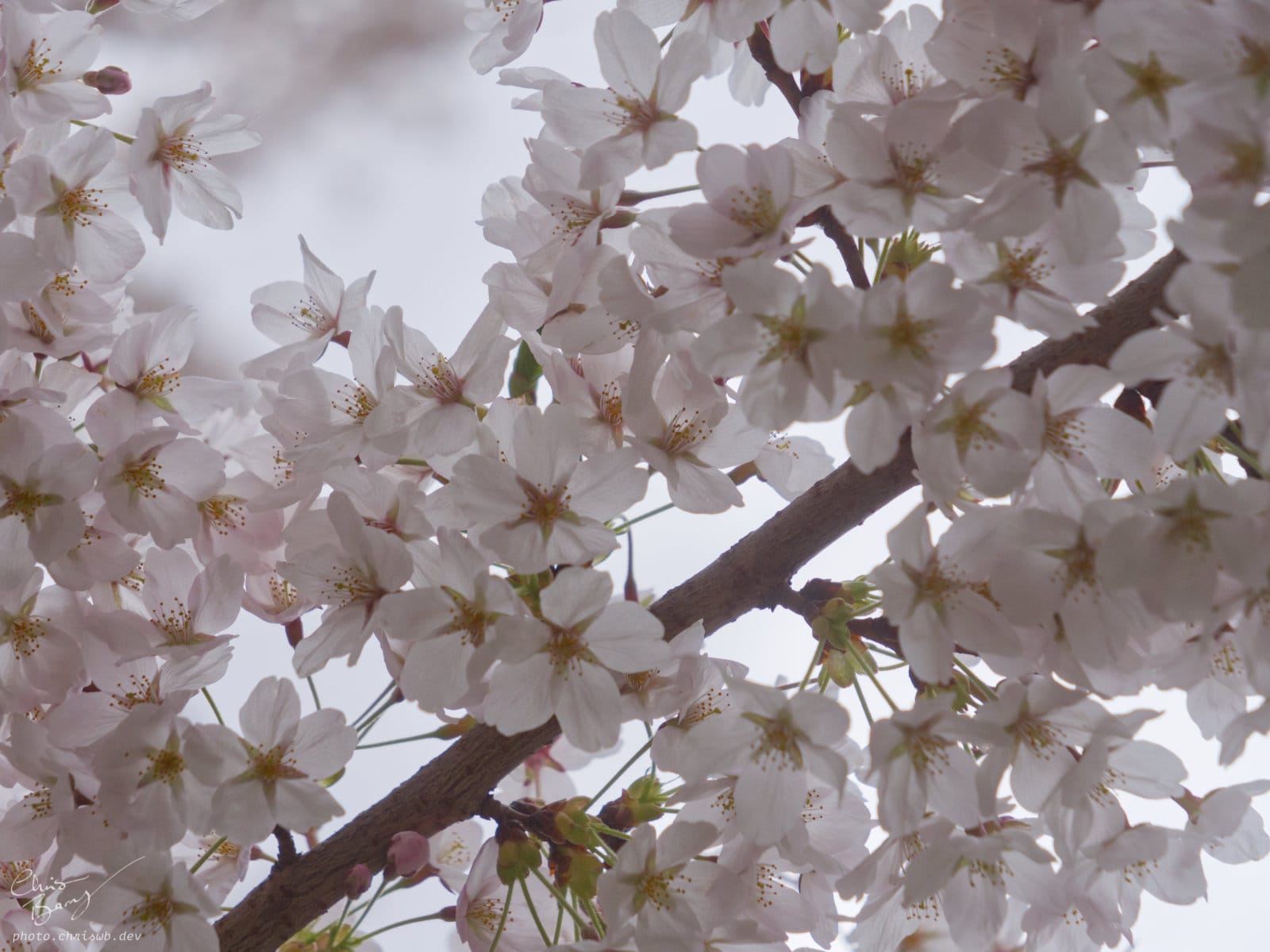 Close up of several clusers of white flowers on a branch. There are some hints of pink